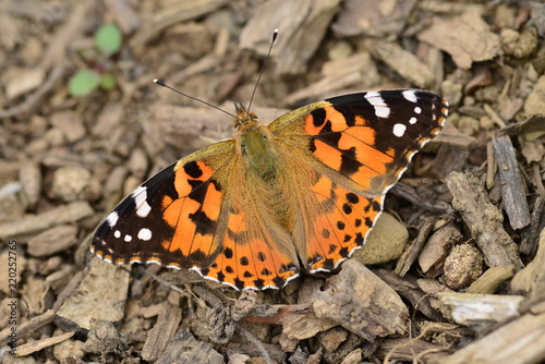 Painted Lady Butterfly, U.K. Summer insect.