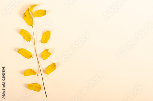 Flat lay concept of autumn  top view of yellow leafs on pastel beige background with copy space in minimal style  greeting card template