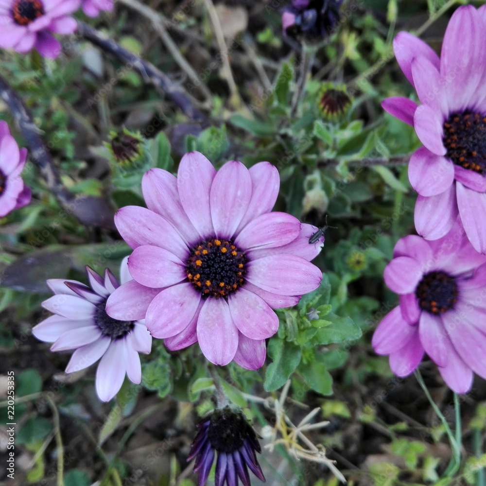 Obraz premium spring