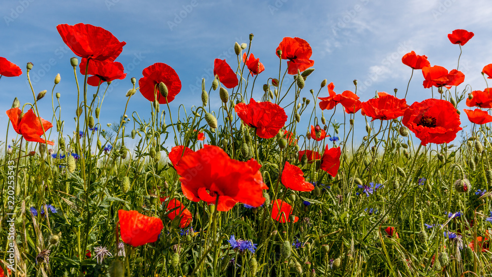 Obraz premium Feldblumen