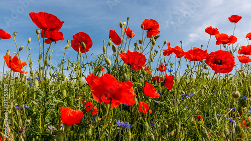 Feldblumen