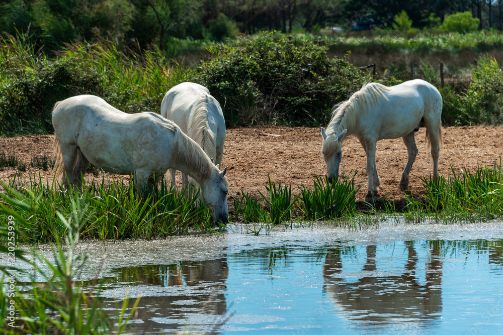 Fototapeta premium Impressionen aus der Camargue - Die weißen Pferde im Morgenlicht 