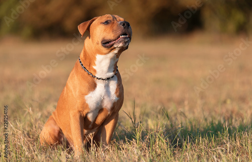 Fototapeta Naklejka Na Ścianę i Meble -  Strong and beautiful American staffordshire terrier portrait