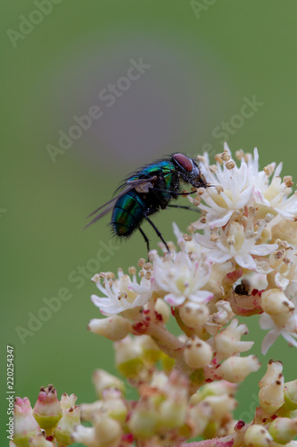 Dien Fliege auf der Hortensie © Gabriele
