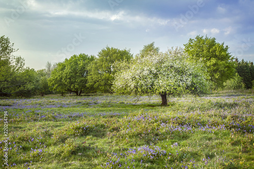 Bluebells and tree enveloped in white blossom in Burrington Combe, Somerset. photo