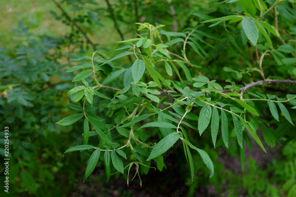 Rosa willmottiae, China Rosa willmottiae, China