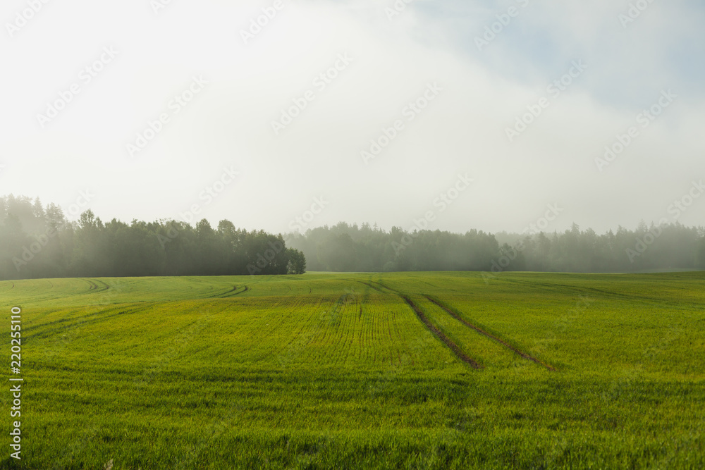 A wheat field with distinct tractor ruts in an early summer morning