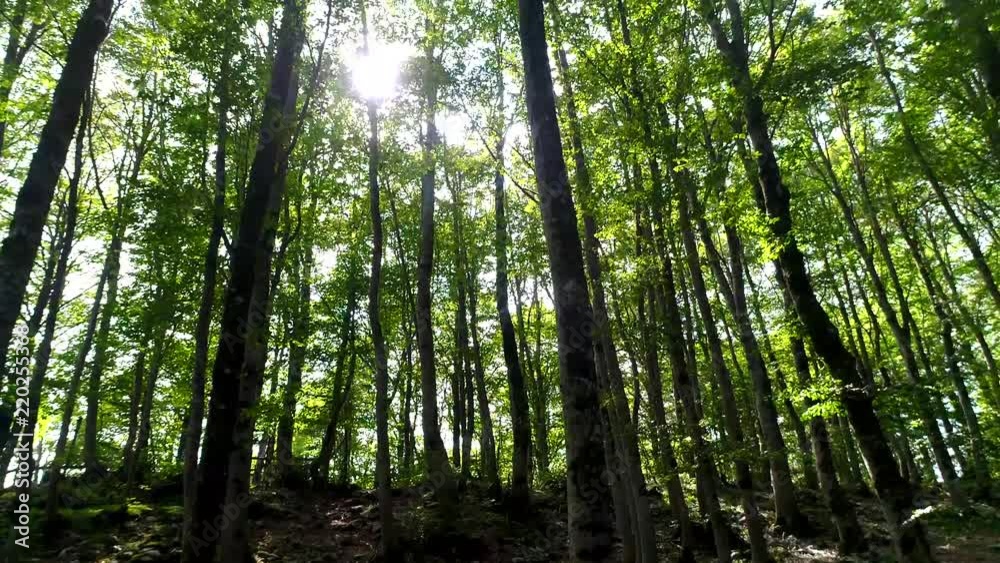 Fly into the Woods among the Beeches surrounded by nature in a beautiful landscape Fly into the Woods among the Beeches surrounded by nature in a beautiful landscape