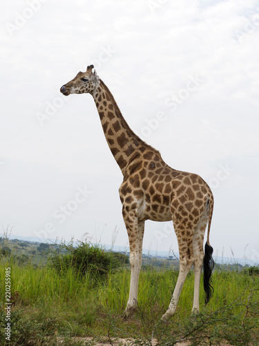 Rothchilds giraffe, Giraffa camelopardalis rothschildi