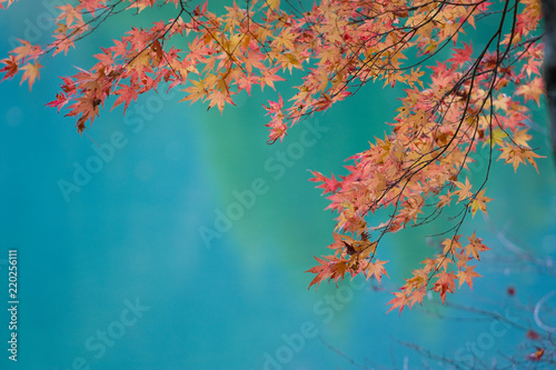 Maple on Blue photo