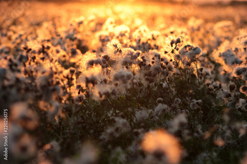 blooming field at sunset