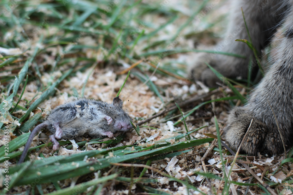 dead mouse at the paws of a cat