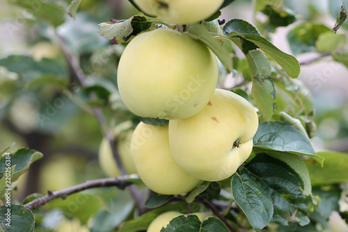 juicy apples on an Apple tree