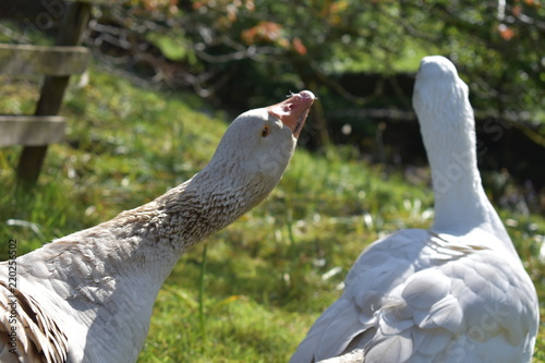 Two geese looking into the distance in an orchard