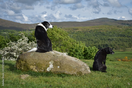 Border Collie sitting on a rock next to a Black Labrador