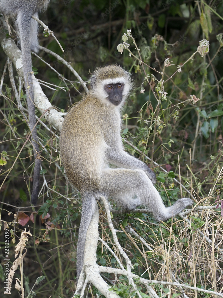 Obraz premium Vervet monkey, Chlorocebus pygerythrus