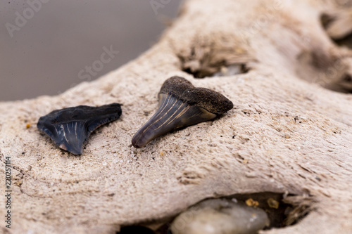 Fotografija Miocene Shark Tooth Fossils found on a Chesapeake Bay Beach in Southern Maryland