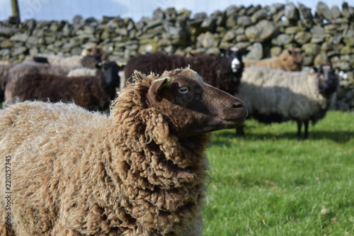 Brown Shetland sheep staring into the distance