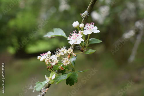Tree branch with bud and flowers