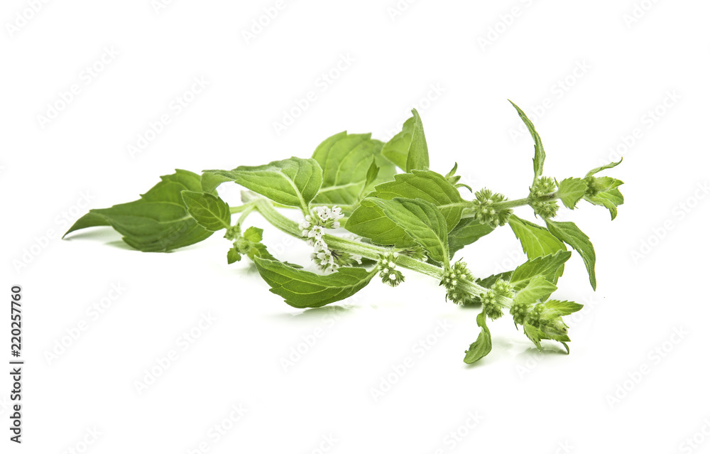 Corn mint flowers and leaves on a white background Corn mint flowers and leaves on a white background