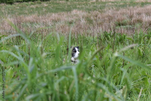 Sheepdog hiding in the long grass