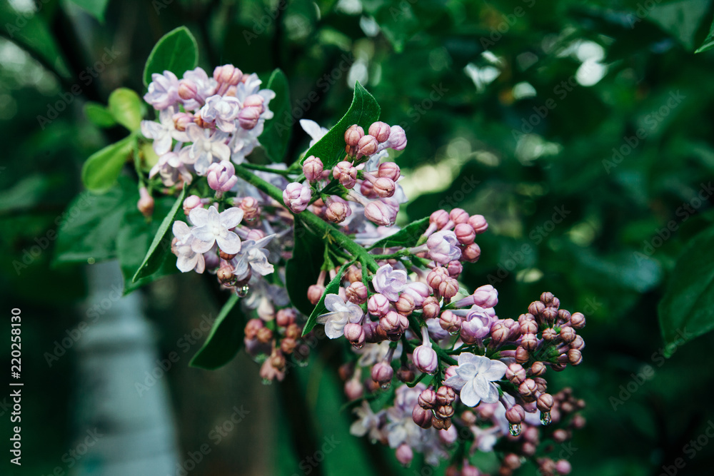 A branch of lilac with flowers of pink-blue color and in dewdrops at the beginning of flowering. 