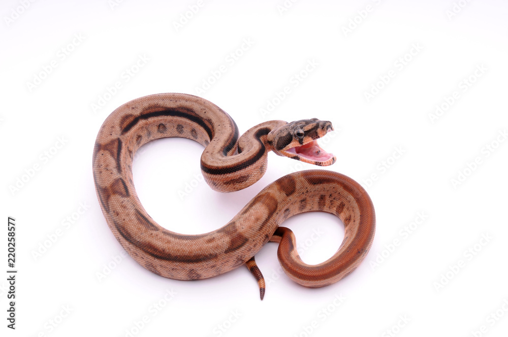 Obraz premium angry Boa constrictor imperator