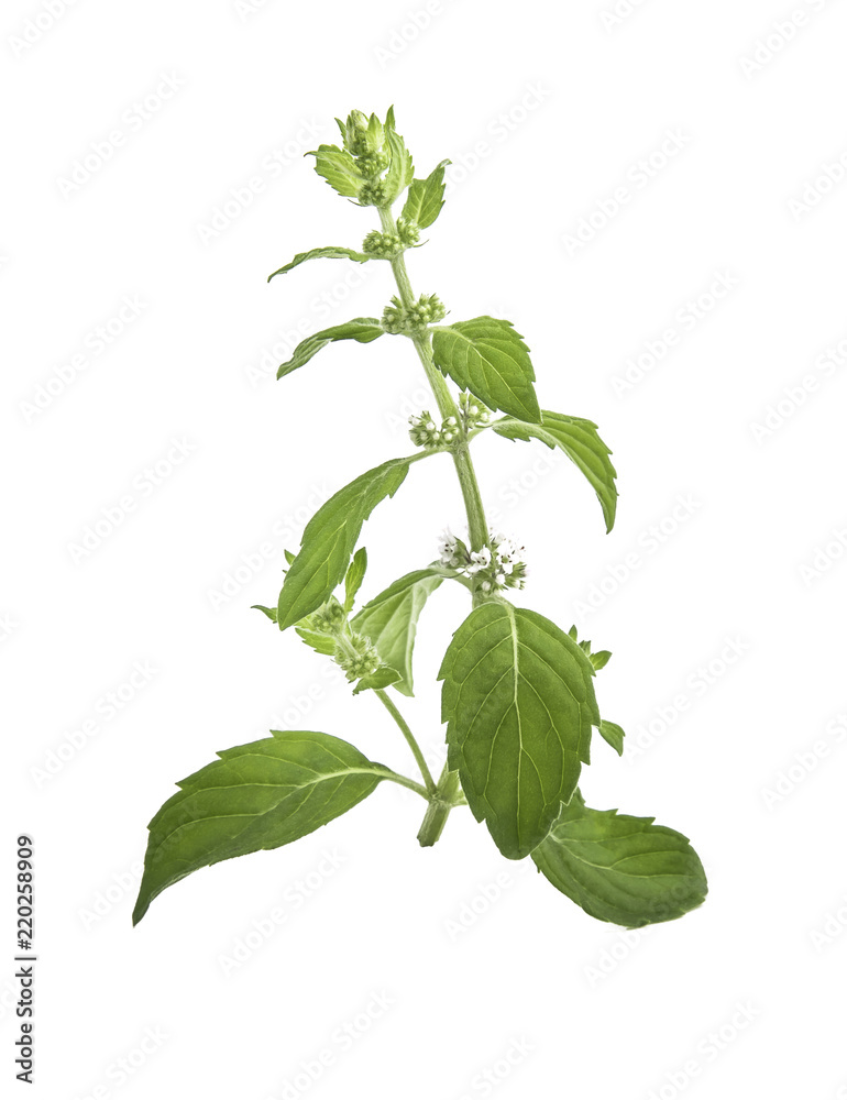 Corn mint flowers and leaves on a white background Corn mint flowers and leaves on a white background