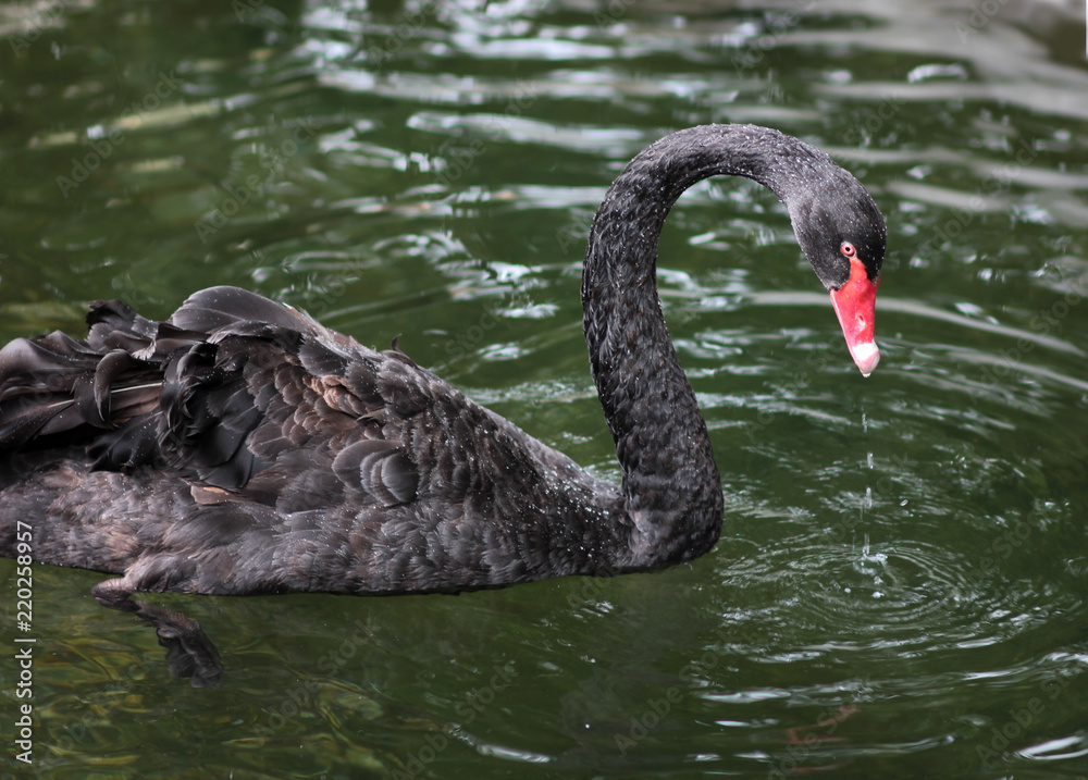 Fototapeta premium graceful black swan on the pond