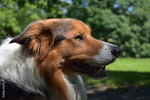 Border Collie staring at something in the distance