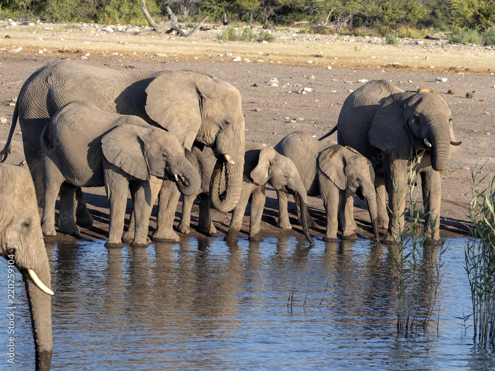 Obraz premium African elephant herd, Loxodonta a.africana, near waterhole, Etosha National Park, Namibia