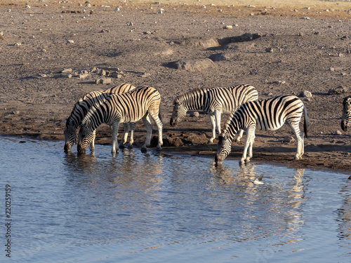 Damara zebra herd  Equus burchelli antiquorum  near waterhole  Etosha National Park  Namibia