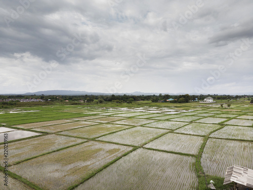Farmers are planting rice field, top view, aerial photo
