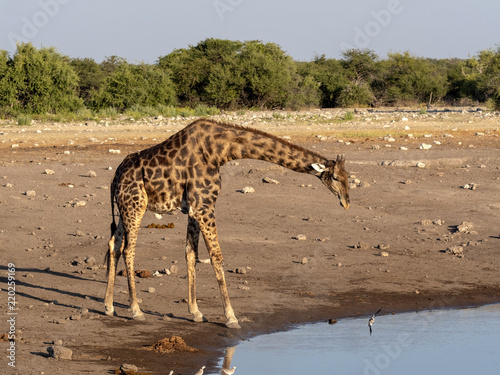 South African giraffe  Giraffa giraffa giraffa  near waterhole  Etosha National Park  Namibia