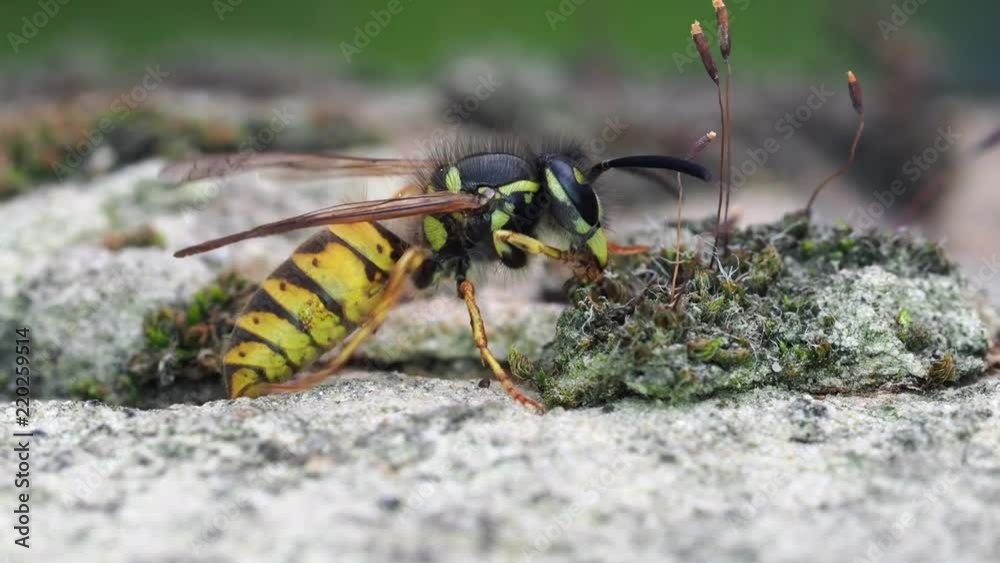 Wasp cleaning itself Wasp cleaning itself