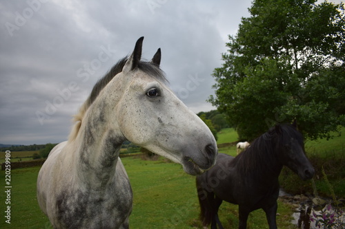 White horse showing off their mane © Dan