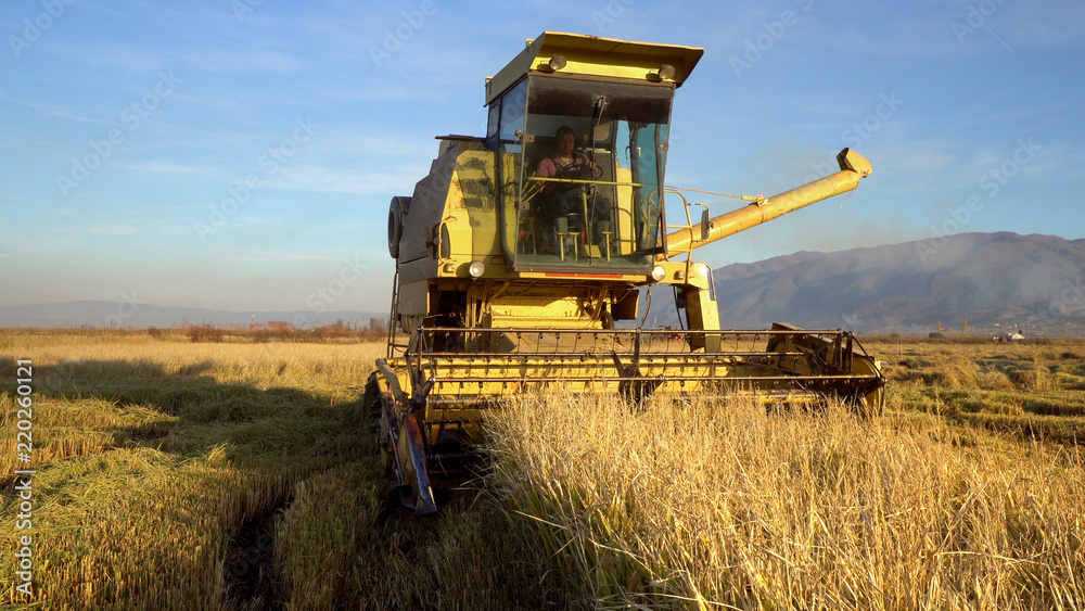 Harvesting rice. Combine collecting the crops, cinematic steadicam shot