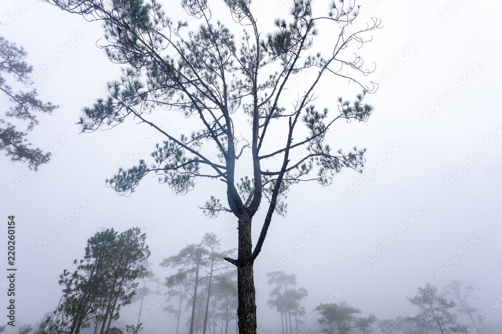 Fototapeta premium Tree in the fog 