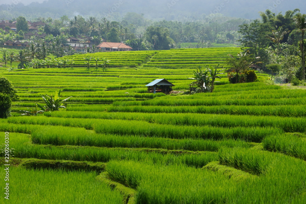 Rice terraces in central Bali