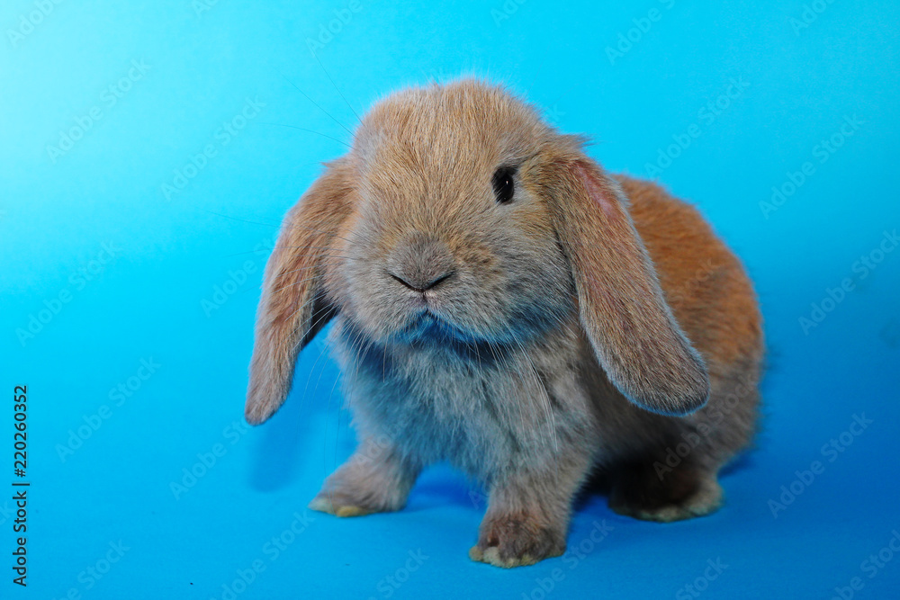 Lilac lop Cute bunny rabbit kit on colorful studio background Lilac lop Cute bunny rabbit kit on colorful studio background