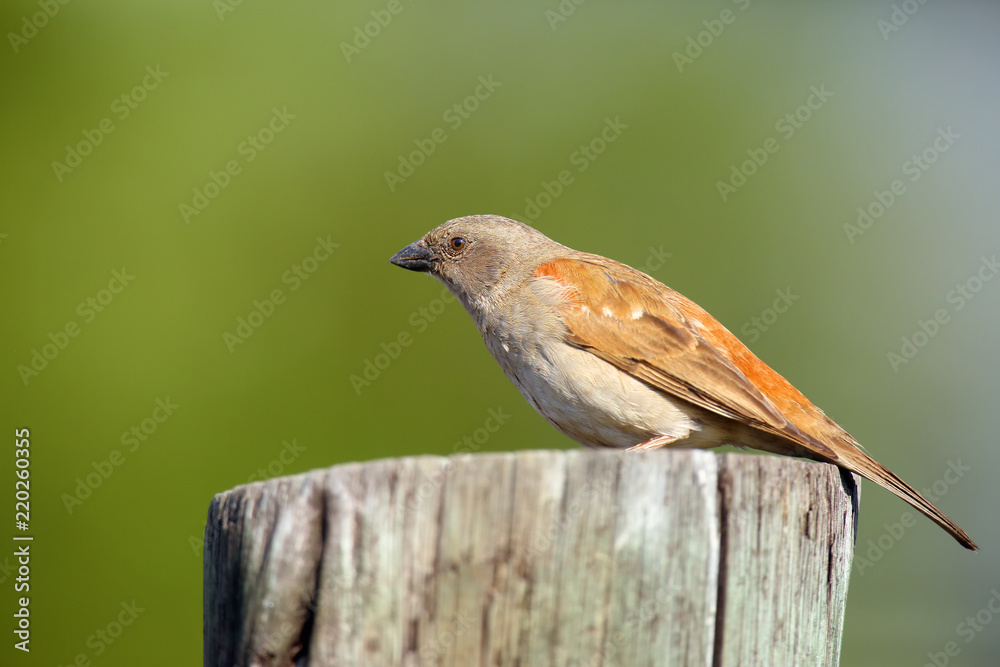 The northern grey-headed sparrow (Passer griseus), also known as the grey-headed or common grey-headed sparrow sitting on the wood. The northern grey-headed sparrow (Passer griseus), also known as the grey-headed or common grey-headed sparrow sitting on the wood.