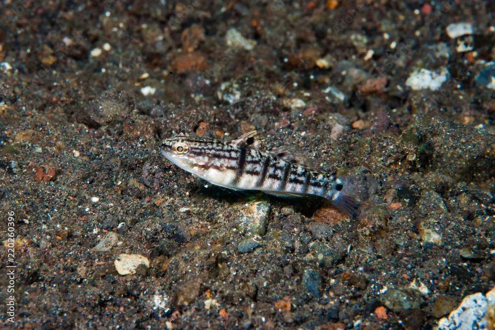 Half-barred goby Amblygobius semicinctus Half-barred goby Amblygobius semicinctus