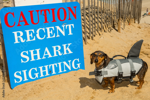 Fototapeta Naklejka Na Ścianę i Meble -  Dachshund puppy in a shark costume at Cape Cod Massachusetts. 