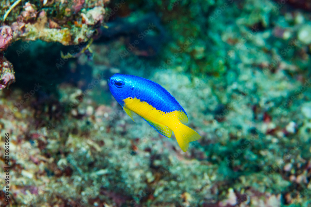 Fototapeta premium Yellow-belly damsel Pomacentrus auriventris