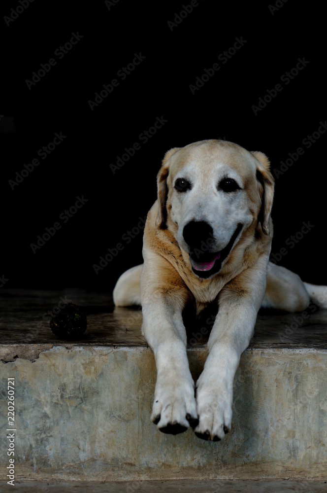 Yellow Labrador lay down on the concrete floor and waiting to play with black background for copy space.