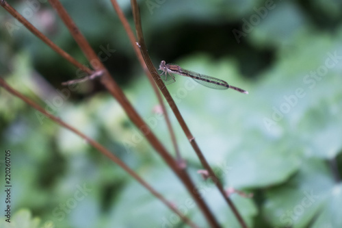 Macro photo of little dragonfly