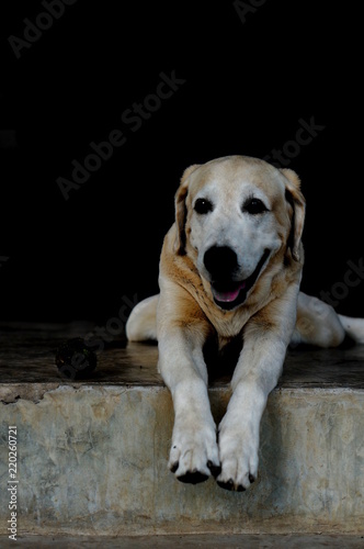 Yellow Labrador lay down on the concrete floor and waiting to play with black background for copy space.