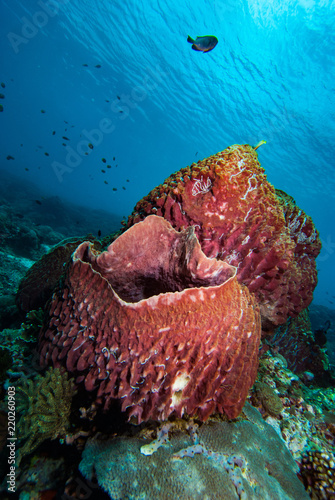 Tropical Barrel Sponge Xesthospongia sp.