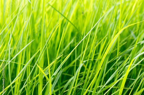 paddy rice in field