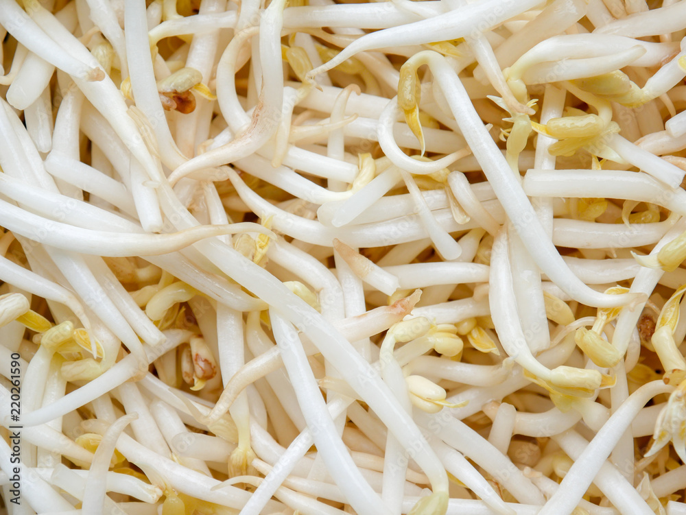 food background texture mung bean sprout food background texture mung bean sprout